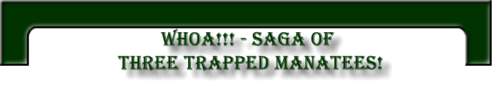 WHOA!!! - SAGA OF THREE TRAPPED MANATEES!